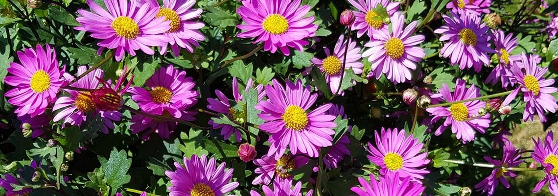 Candy Pink.jpg